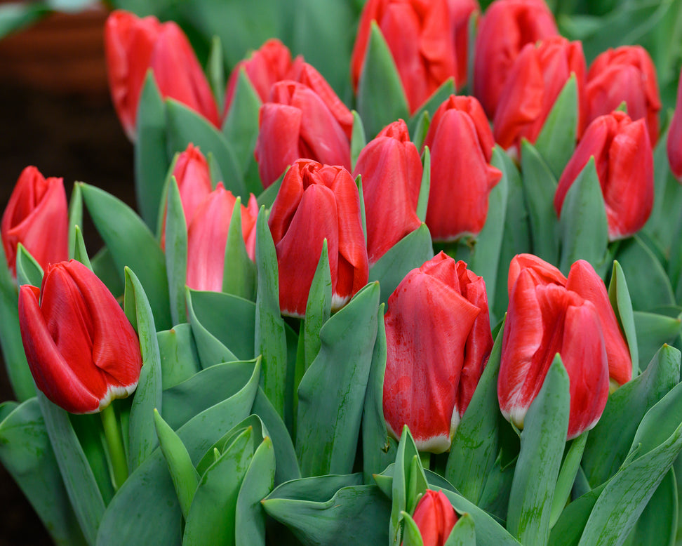 Tulip 'Calgary Red'
