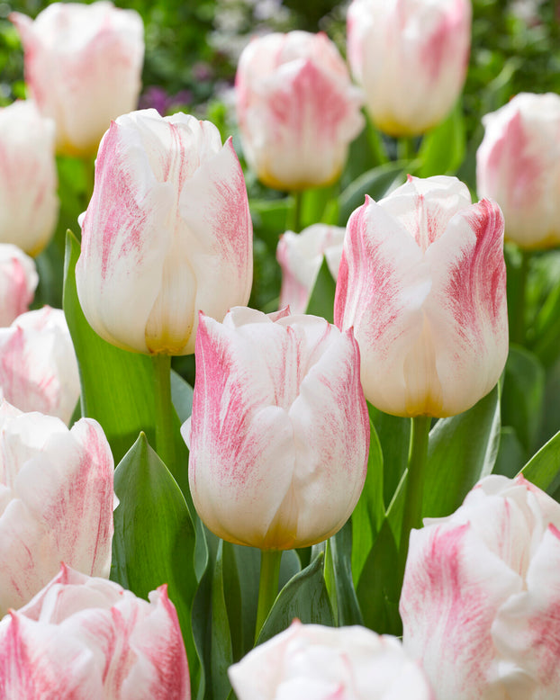 Tulip 'Calgary Sensation'