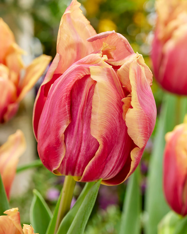 Tulip 'Callahan'