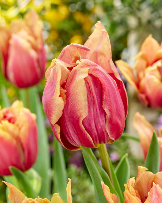 Tulip 'Callahan'