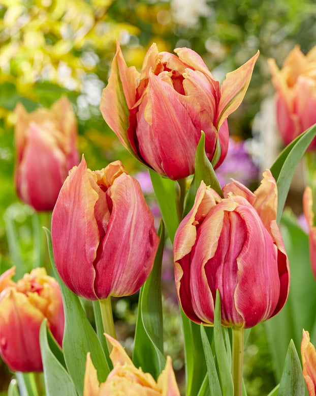 Tulip 'Callahan'