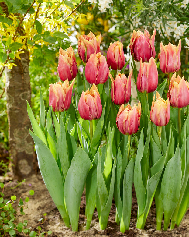 Tulip 'Callahan'