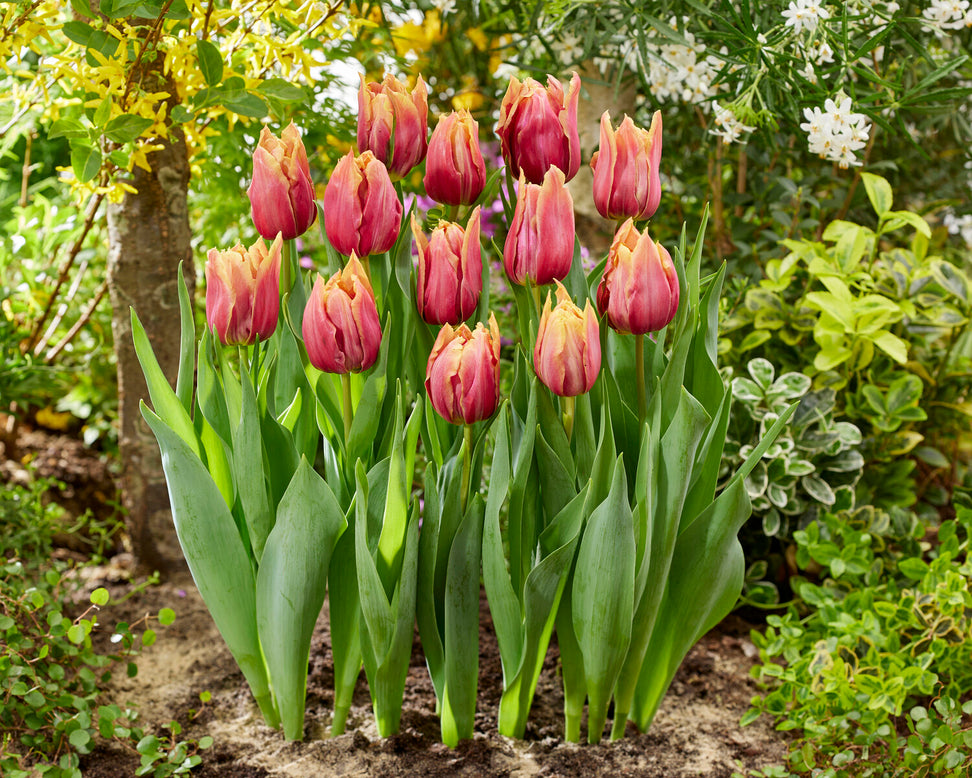 Tulip 'Callahan'