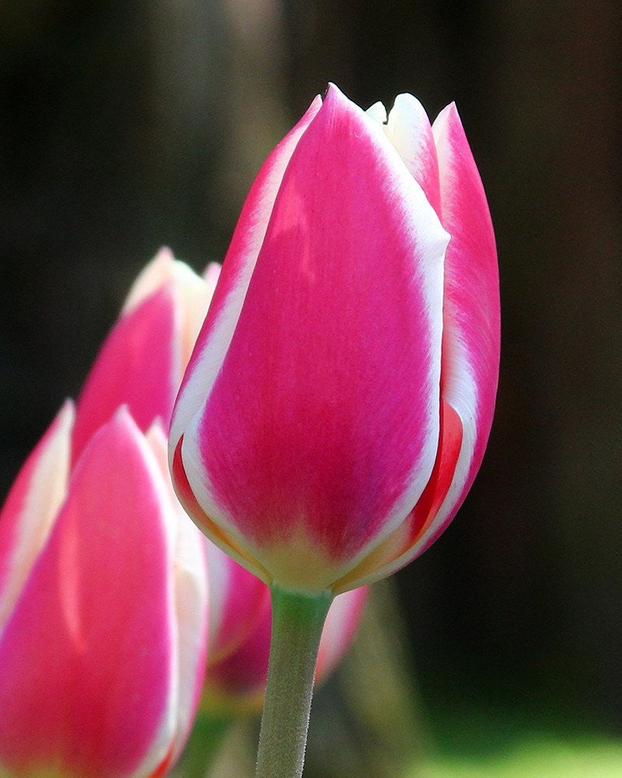Tulip 'Candy Apple Delight'