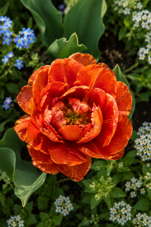 Tulip 'Chocolate Brown'