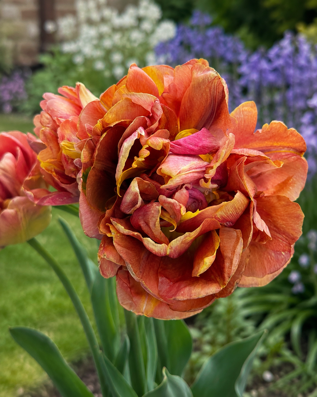 Tulip 'Velvet Truffle'