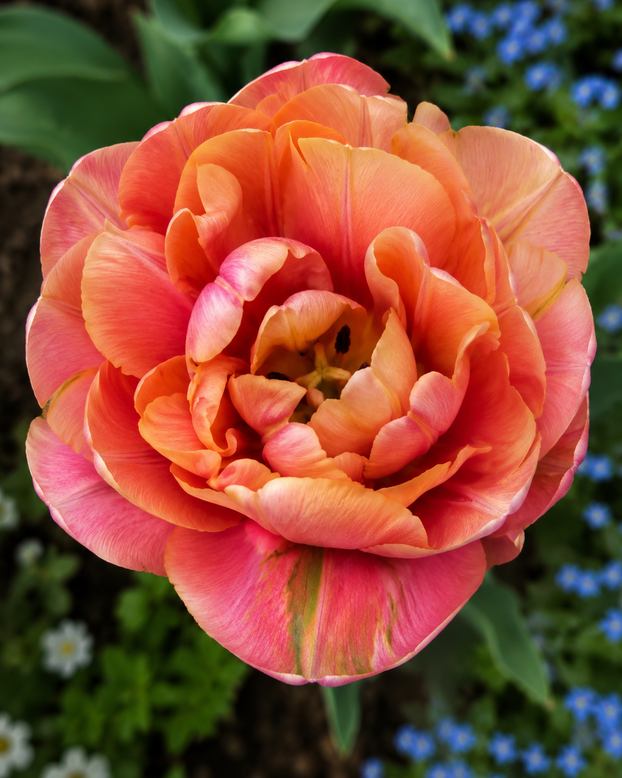 Tulip 'Cocoa Blush'