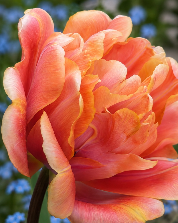 Tulip 'Cocoa Blush'