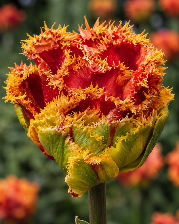 Tulip 'Copperfield'