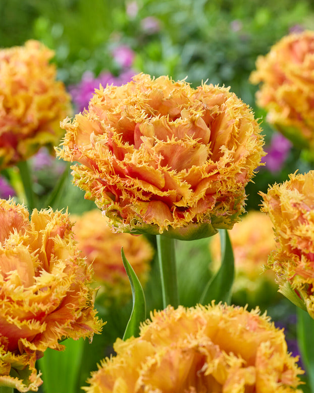 Tulip 'Copperfield'