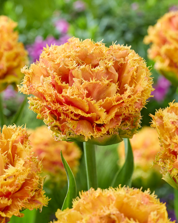 Tulip 'Copperfield'