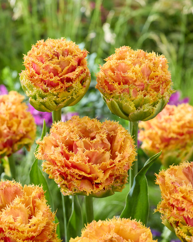 Tulip 'Copperfield'