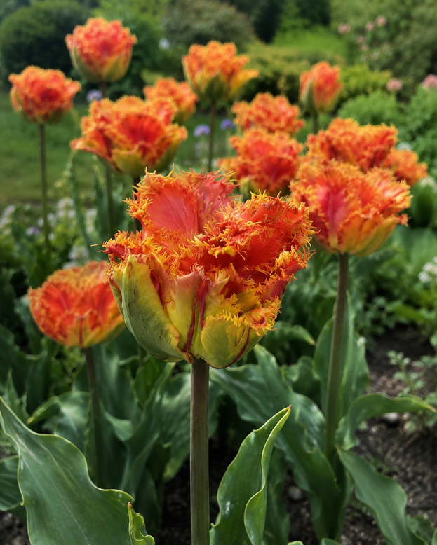Tulip 'Copperfield'
