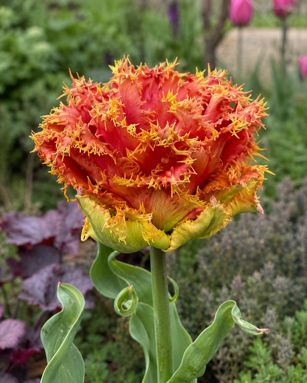 Tulip 'Copperfield'