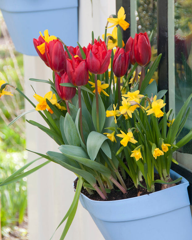 Tulip 'Couleur Cardinal'