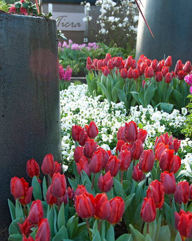 Tulip 'Couleur Cardinal'