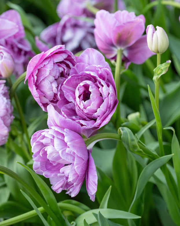 Tulip 'Dancing Passion'