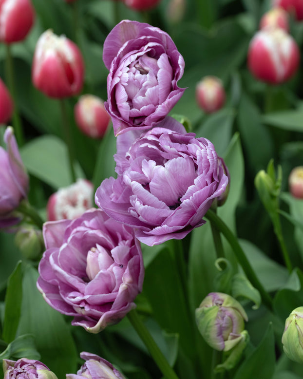 Tulip 'Dancing Passion'
