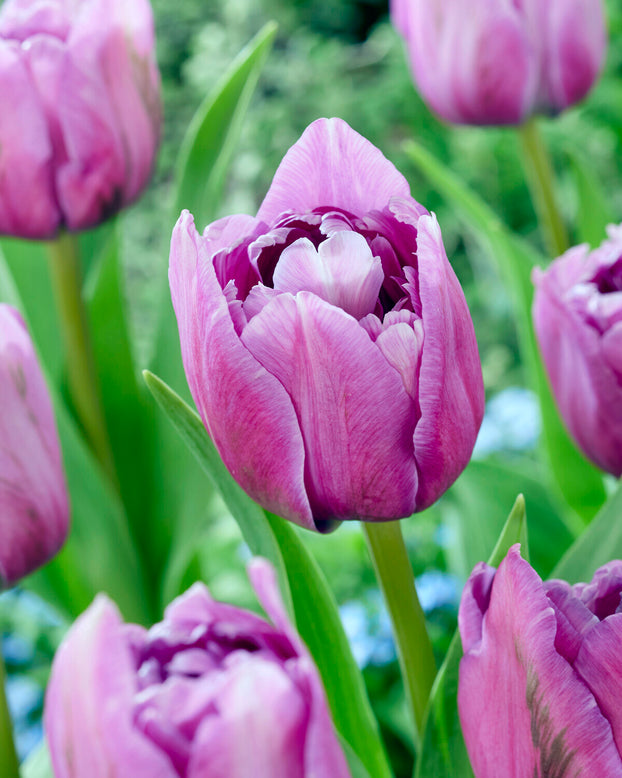 Tulip 'Dancing Passion'