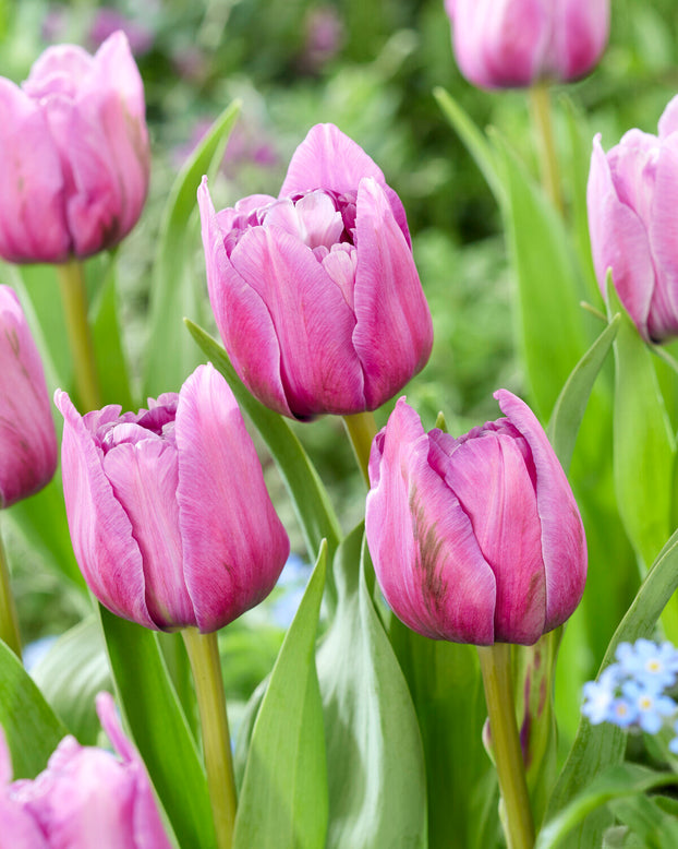 Tulip 'Dancing Passion'