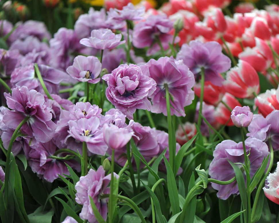 Tulip 'Dancing Passion'