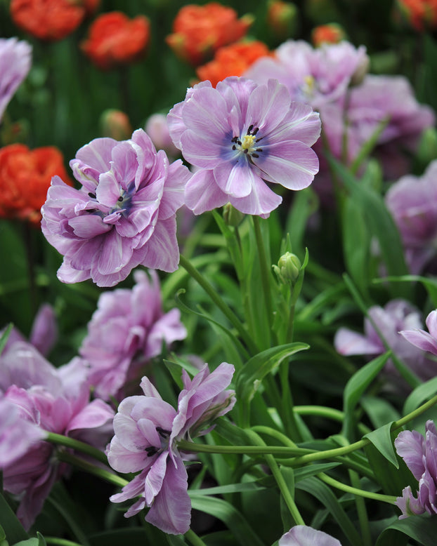 Tulip 'Dancing Passion'