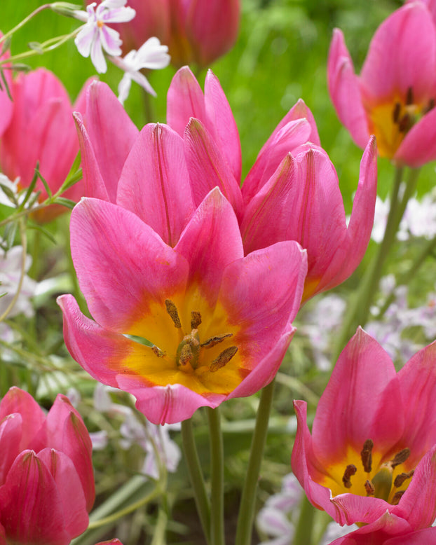 Tulip 'Daniella'