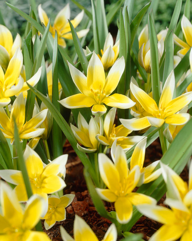 Tulip dasystemon tarda