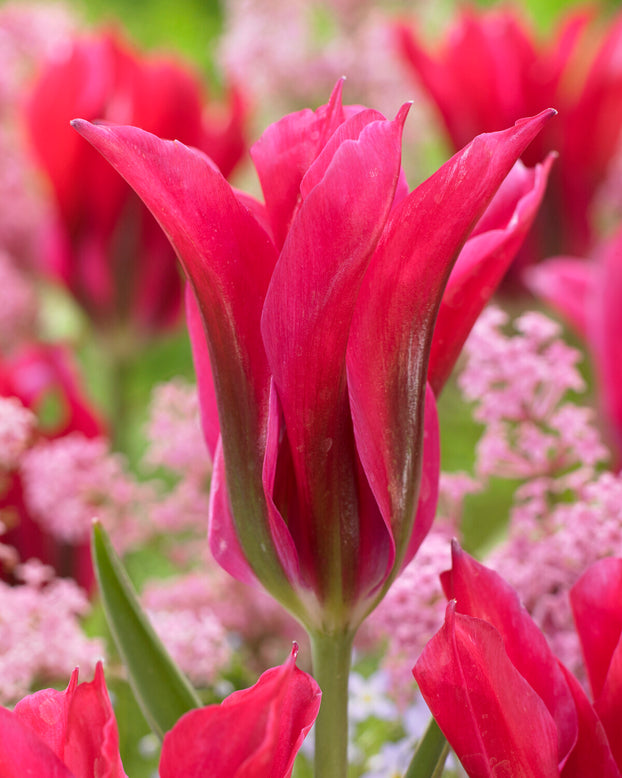 Tulip 'Doll's Minuet'