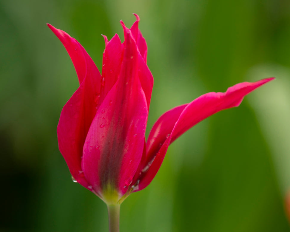Tulip 'Doll's Minuet'
