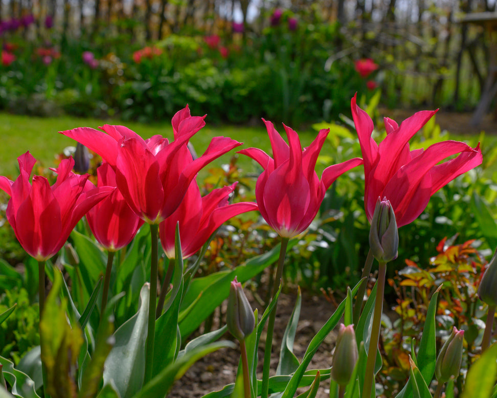 Tulip 'Doll's Minuet'