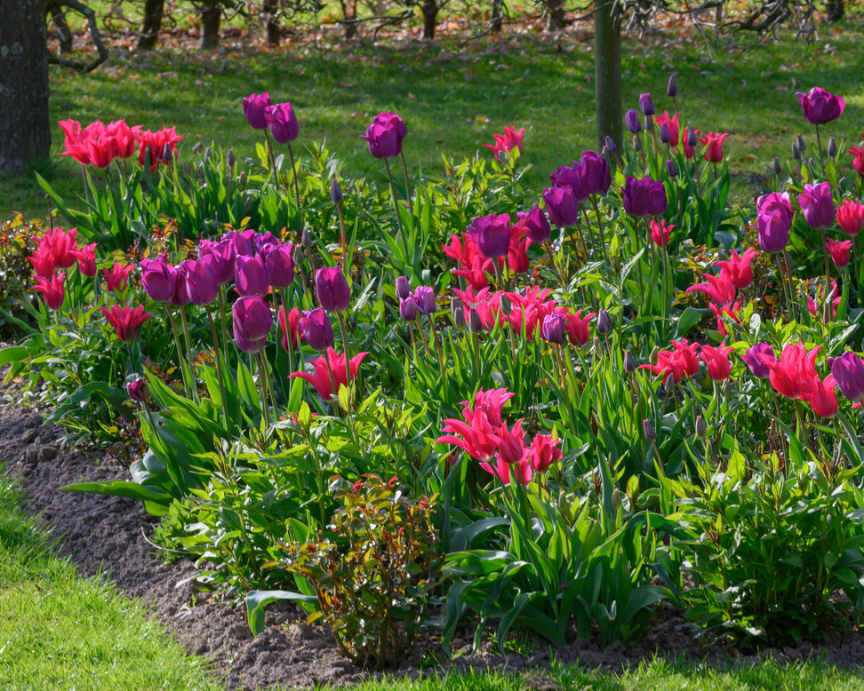 Tulip 'Doll's Minuet'