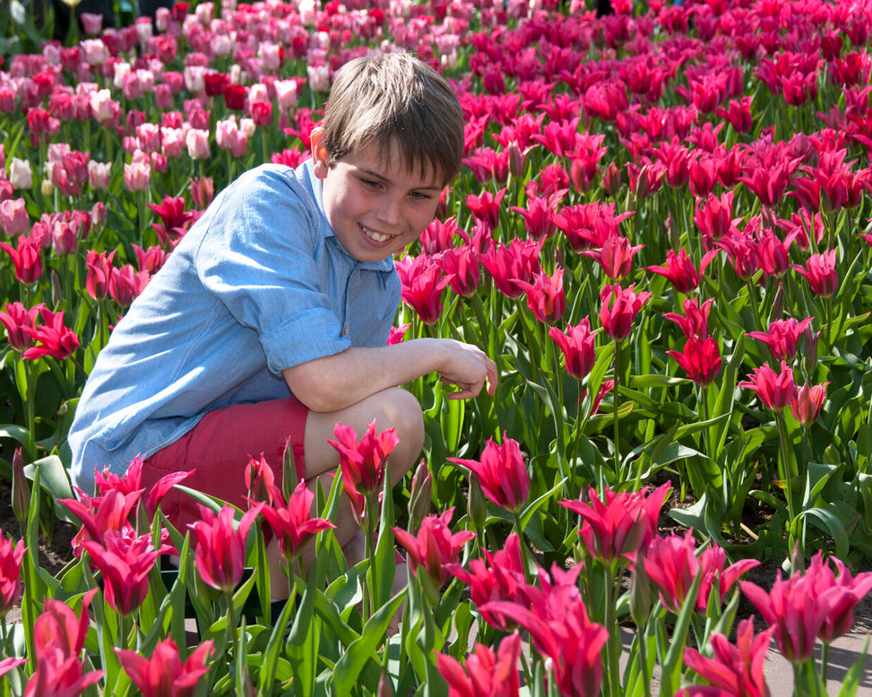 Tulip 'Doll's Minuet'