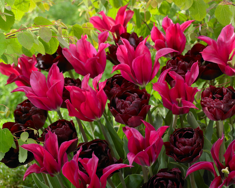 Tulip 'Doll's Minuet'