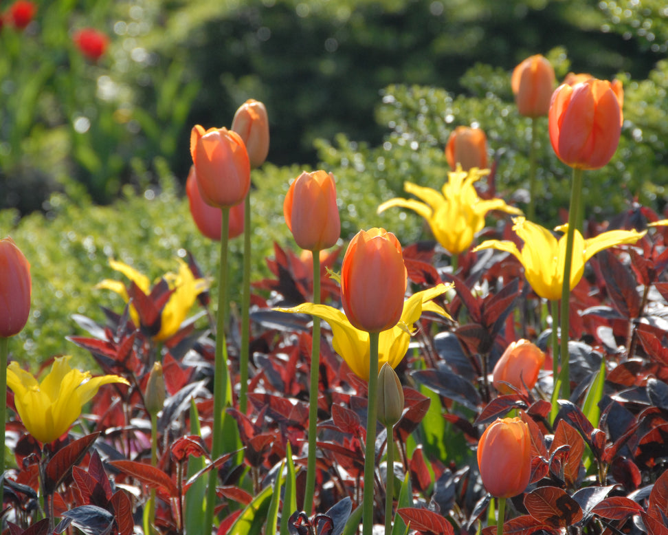 Tulip 'Dordogne'