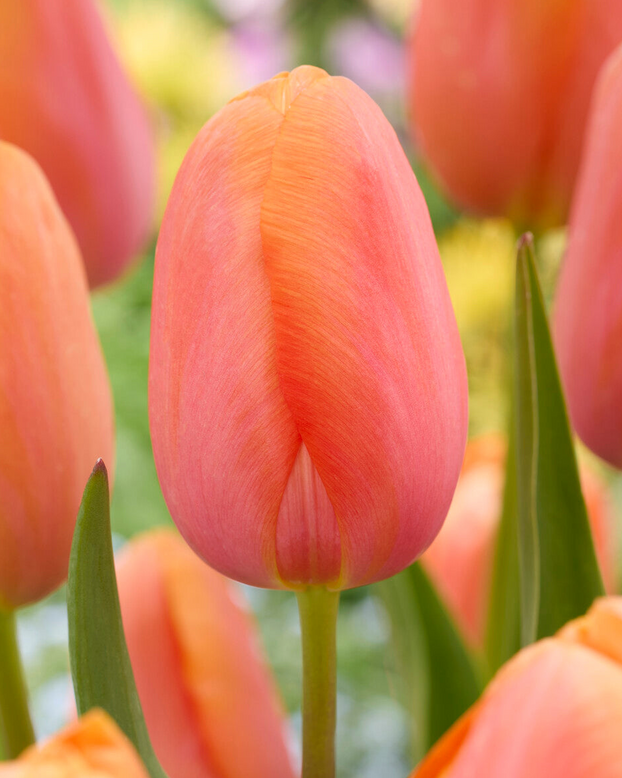 Tulip 'Dordogne'