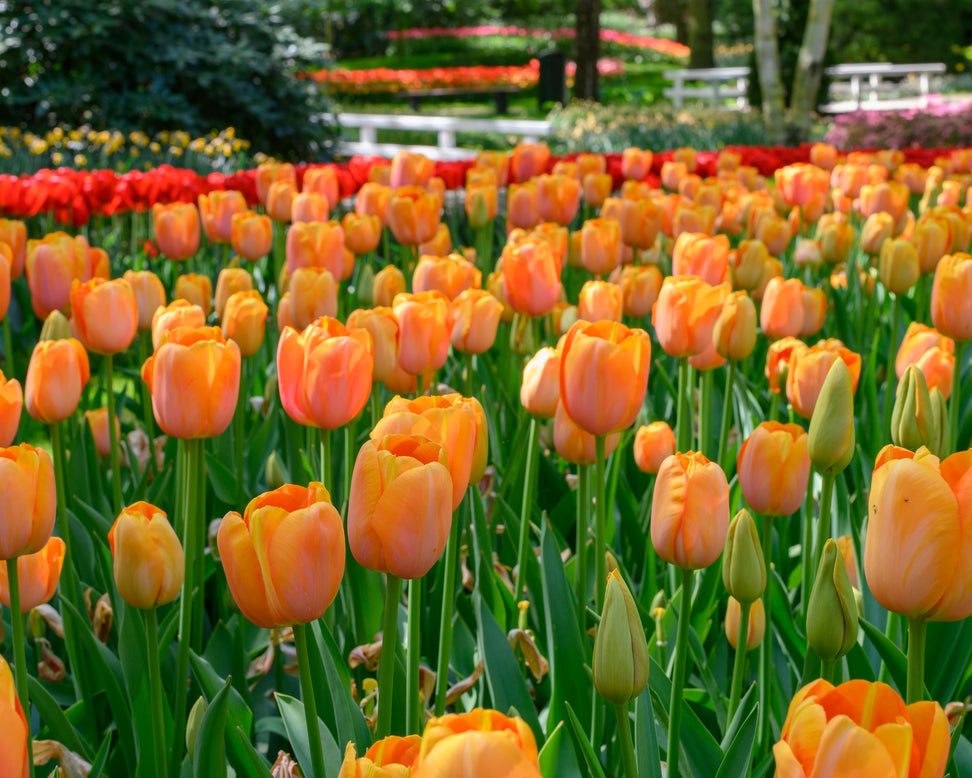 Tulip 'Dordogne'