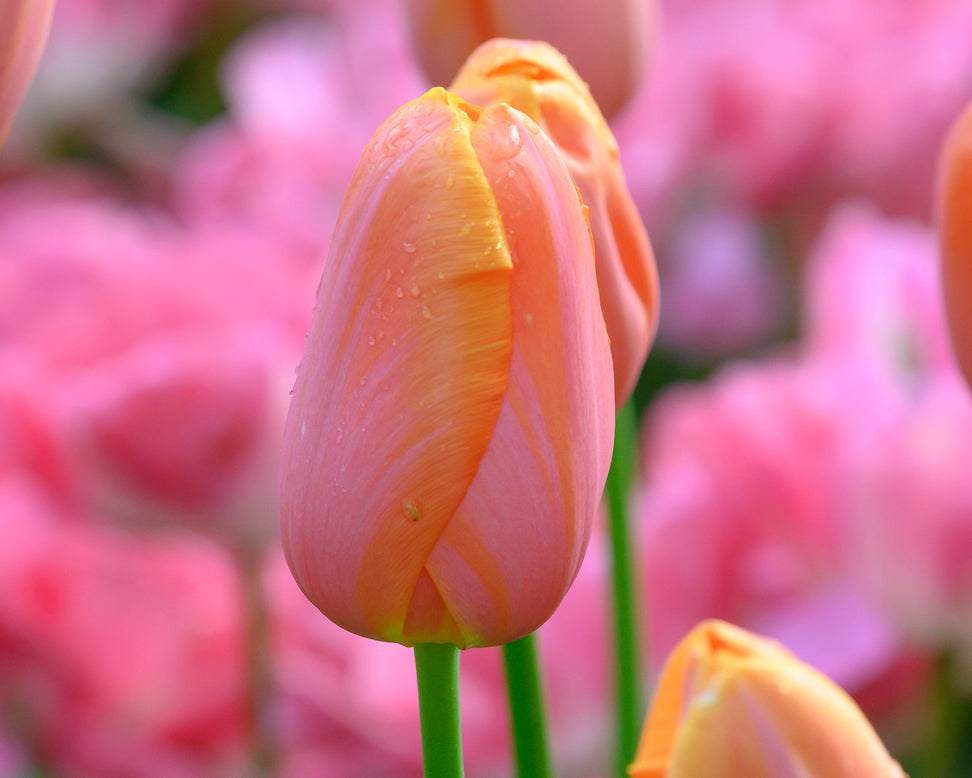 Tulip 'Dordogne'