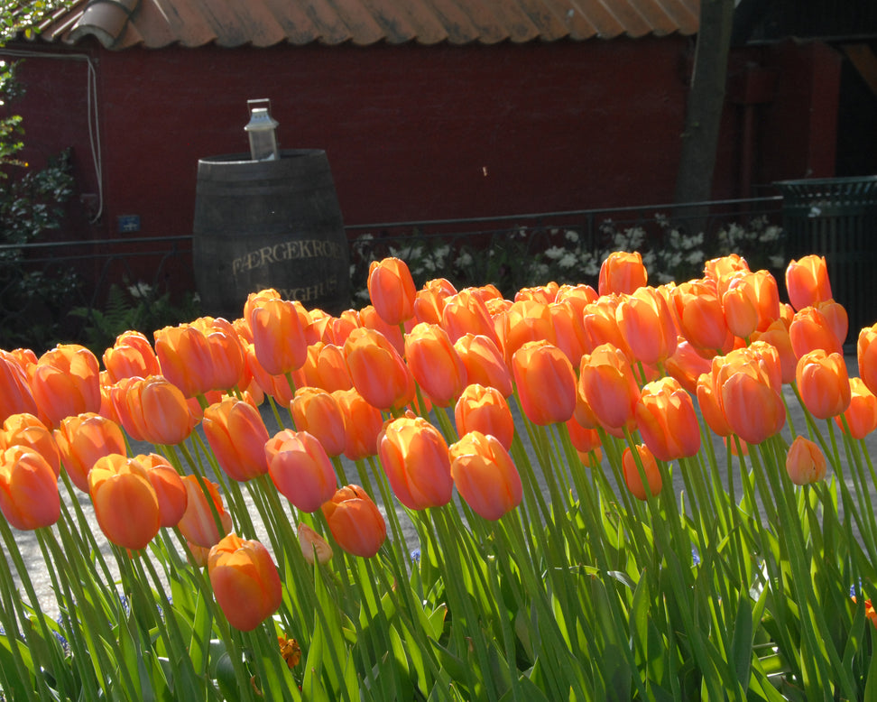 Tulip 'Dordogne'