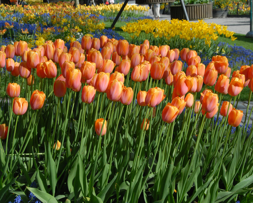 Tulip 'Dordogne'