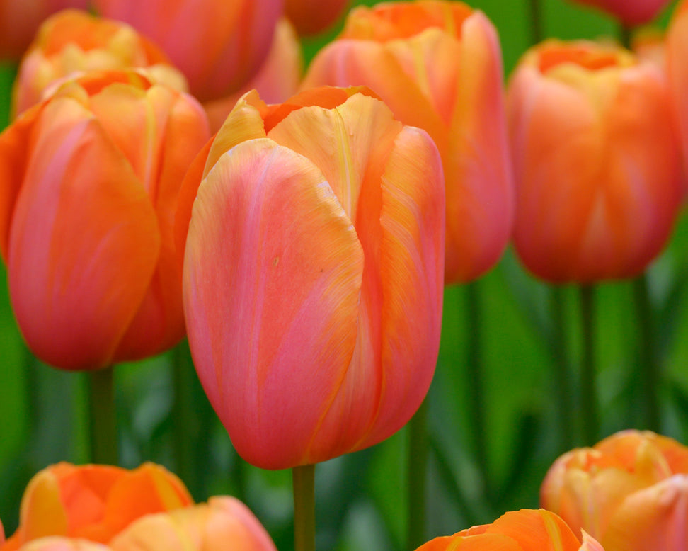 Tulip 'Dordogne'
