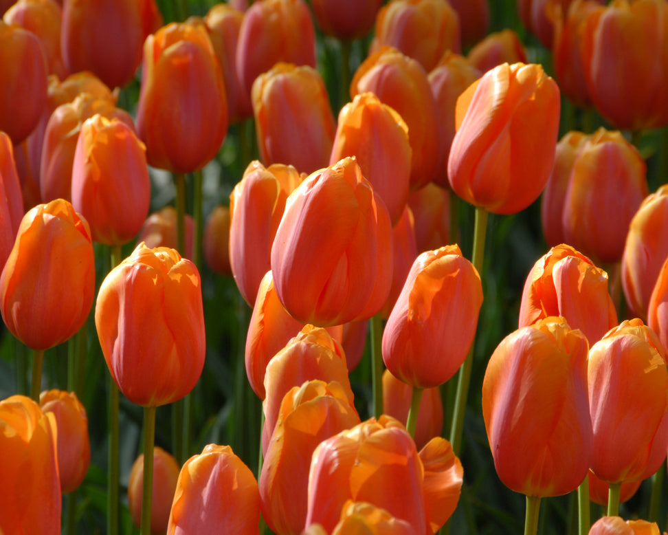 Tulip 'Dordogne'