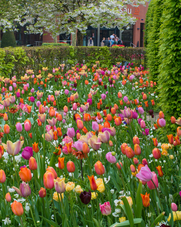Tulip 'Dordogne'