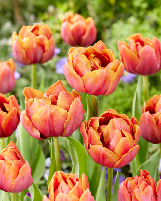 Tulip 'Double Mine'