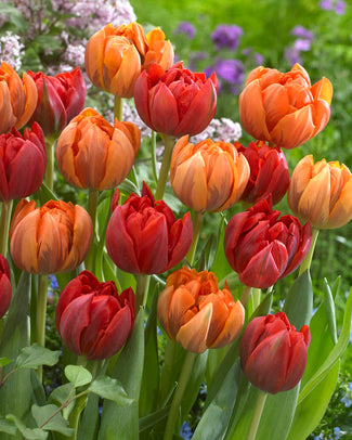 Tulip collection 'Double Royale' Tulip collection 'Double Royale'
