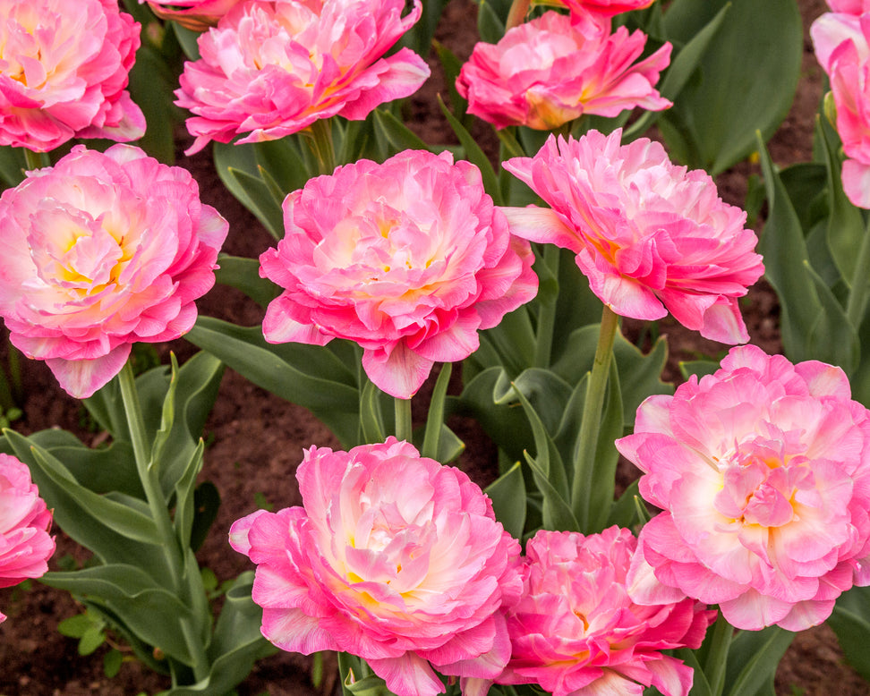 Tulip 'Double Sugar'