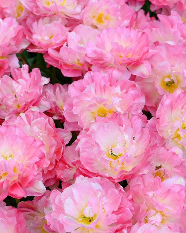 Tulip 'Double Sugar'