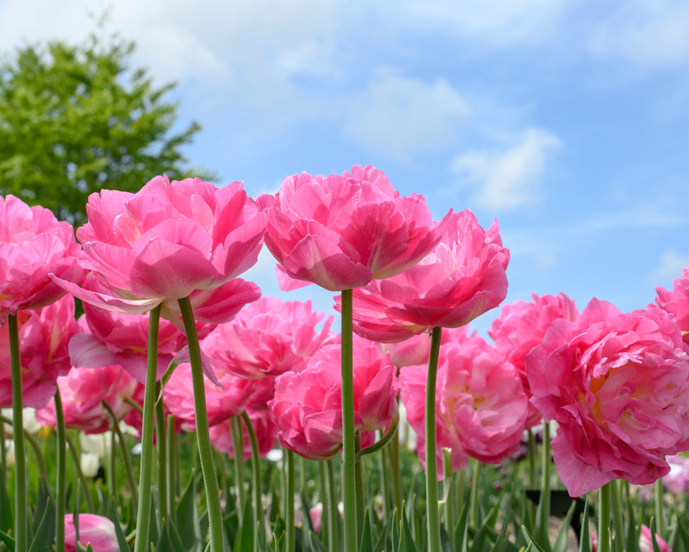 Tulip 'Double Sugar'