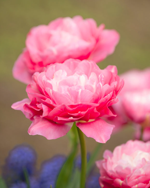 Tulip 'Double Sugar'