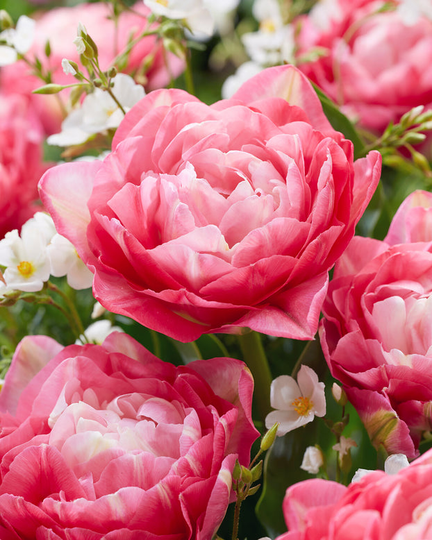 Tulip 'Double Sugar'